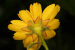 Fringeleaf tickseed